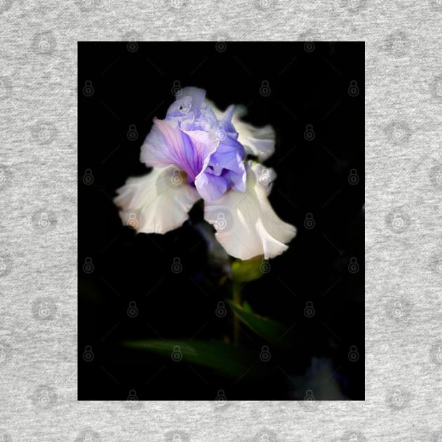 Ruffled Purple and White Iris On Black flower photograph by art64